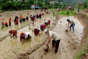 यसरी मनाईयो सिद्धलेकमा धान दिवस