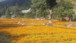 गाँउका पाँच युवाः विदेश जान छोडेर फूल खेती