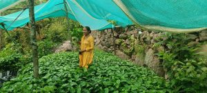 डल्ले खुर्सानी बिक्रिबाट बार्षिक सातलाख आम्दानी